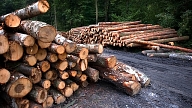 Another record year for forestry industry exports


