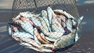 Fisheries industry going through a "restart"

