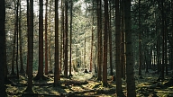 Latvian Forest Development Fund: Secure and Profitable Investments in Nature