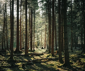 Latvian Forest Development Fund: Secure and Profitable Investments in Nature