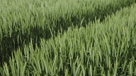 How Baltic Terra Capitalizes on Overlooked Land in Latvia