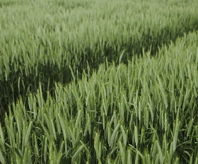 How Baltic Terra Capitalizes on Overlooked Land in Latvia