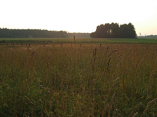 Nozare ar strauju eksporta attīstību