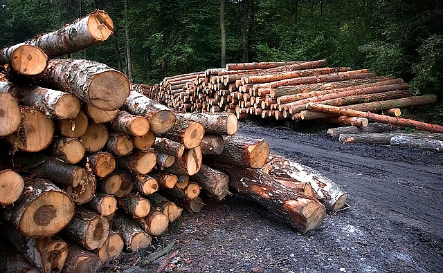 Another record year for forestry industry exports
