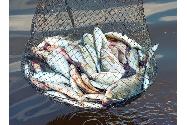 Рыбная промышленность переживает "рестарт"