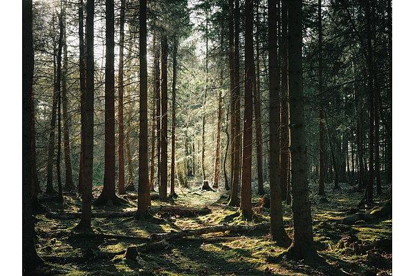 Latvian Forest Development Fund: Secure and Profitable Investments in Nature