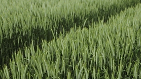 How Baltic Terra Capitalizes on Overlooked Land in Latvia