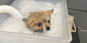 Animal SPA