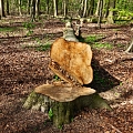 Logging in Vidzeme