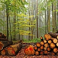 Покупка растущих лесов и вырубок