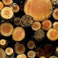 round timber purchase