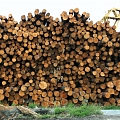 Purchase of round timber