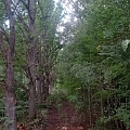 clearing of vegetation