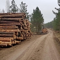 "AlderWood", LTD, Logging in Kurzeme