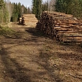 "AlderWood", LTD, Logging in Kurzeme