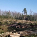 "AlderWood", LTD, Logging in Kurzeme