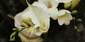 Funeral floristry