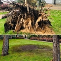 Uprooting of stumps