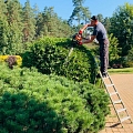 Shaping of decorative coniferous trees