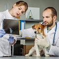 Veterinary clinic IKAROSS