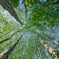 Forest land conversion