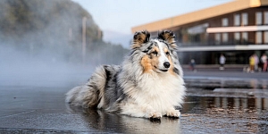 Клубные собаки