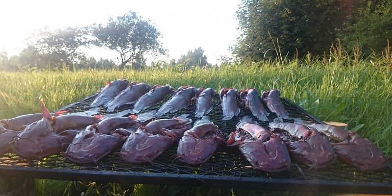 Smoked fish