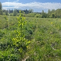 Deforestation of agricultural land