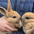 PartyZoo – friendly rabbits up close for children's enjoyment