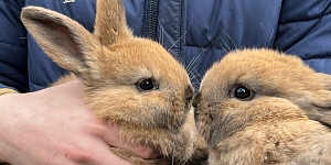 Sale of pedigree animals