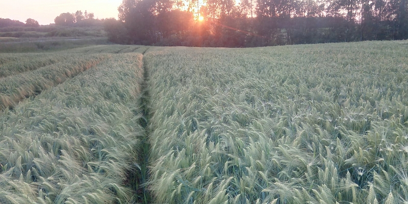 Grain cultivation