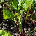 Beet cultivation