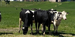 Livestock breeding
