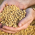 Soy
