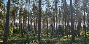 Лесоразработка в Видземе