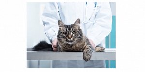 Veterinarian services