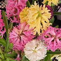 Floristry