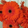 Flower shop