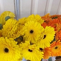 Flower arrangements