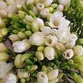 Flower shop Versilia