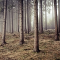Forest management