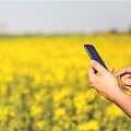 rapeseed in Latvia