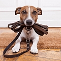 Leashes for dogs
