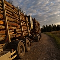 Timber sales
