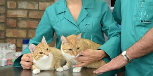 Dr. Beinert Veterinarians