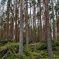 Logging in Vidzeme
