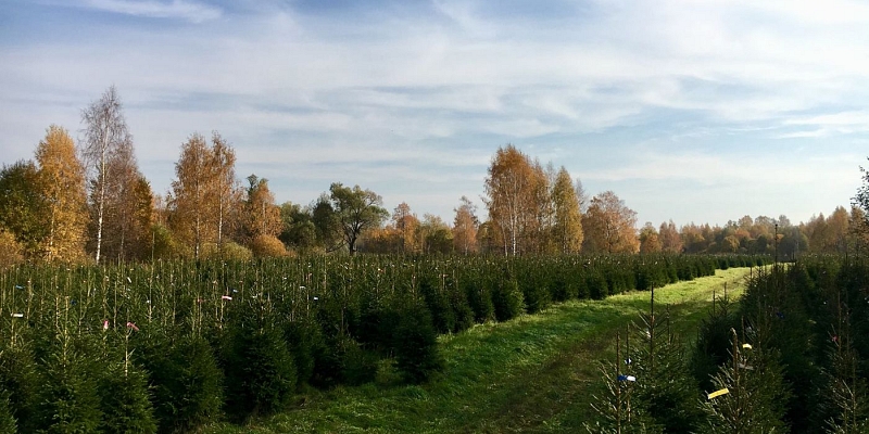 Sale of Christmas trees