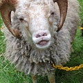 PartyZoo – character and charm of a country lamb