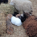 PartyZoo – harmony of farm animals in the middle of the hay