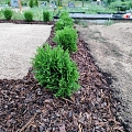 Grave plantings